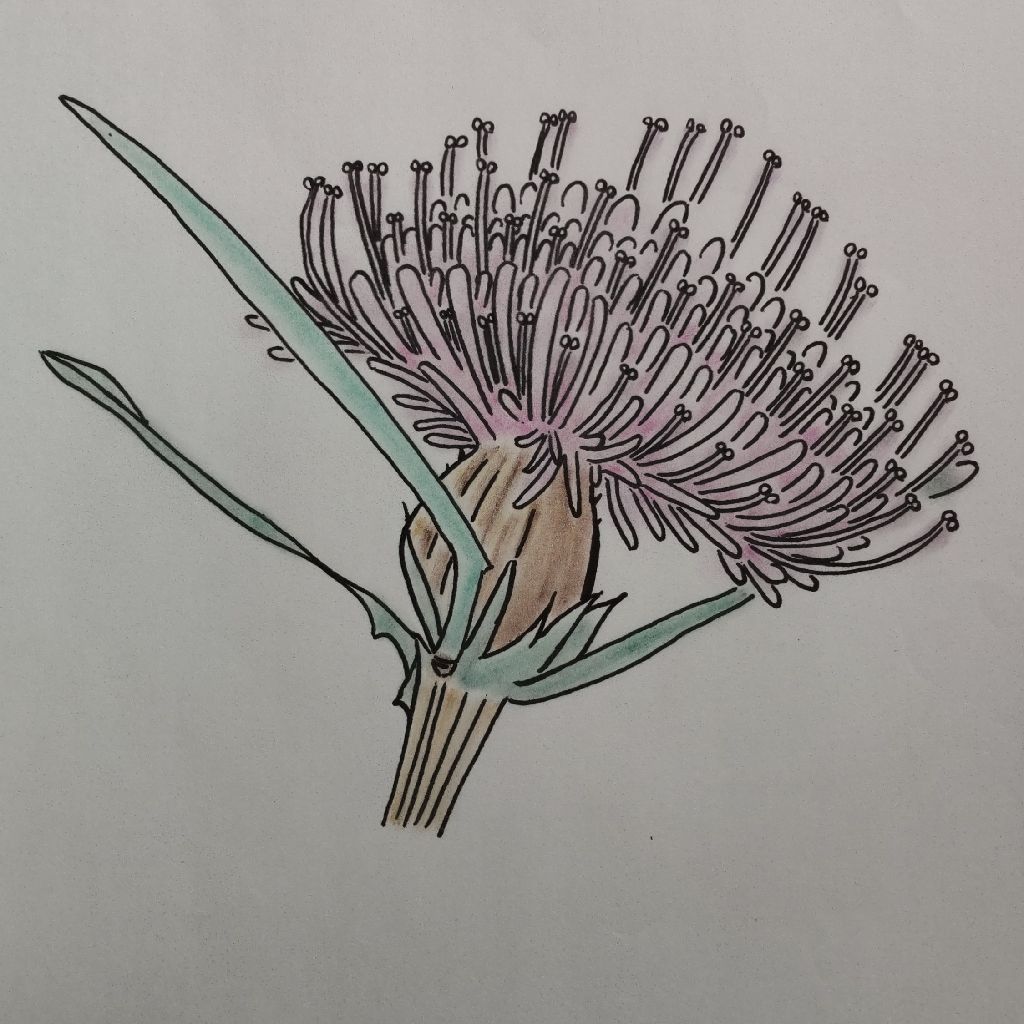 牧野富太郎 「草木図説」のサワアザミとマアザミ