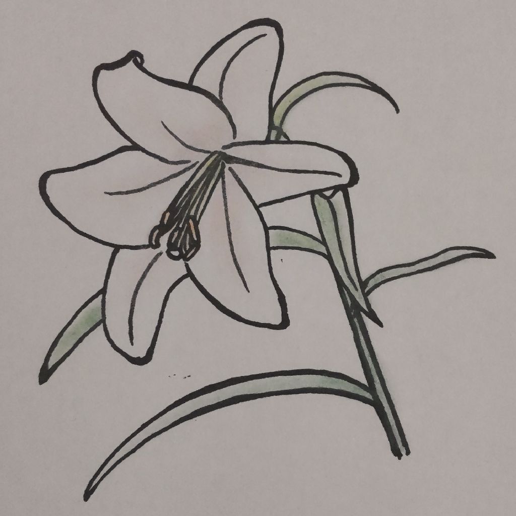 牧野富太郎植物記３山の花ササユリ