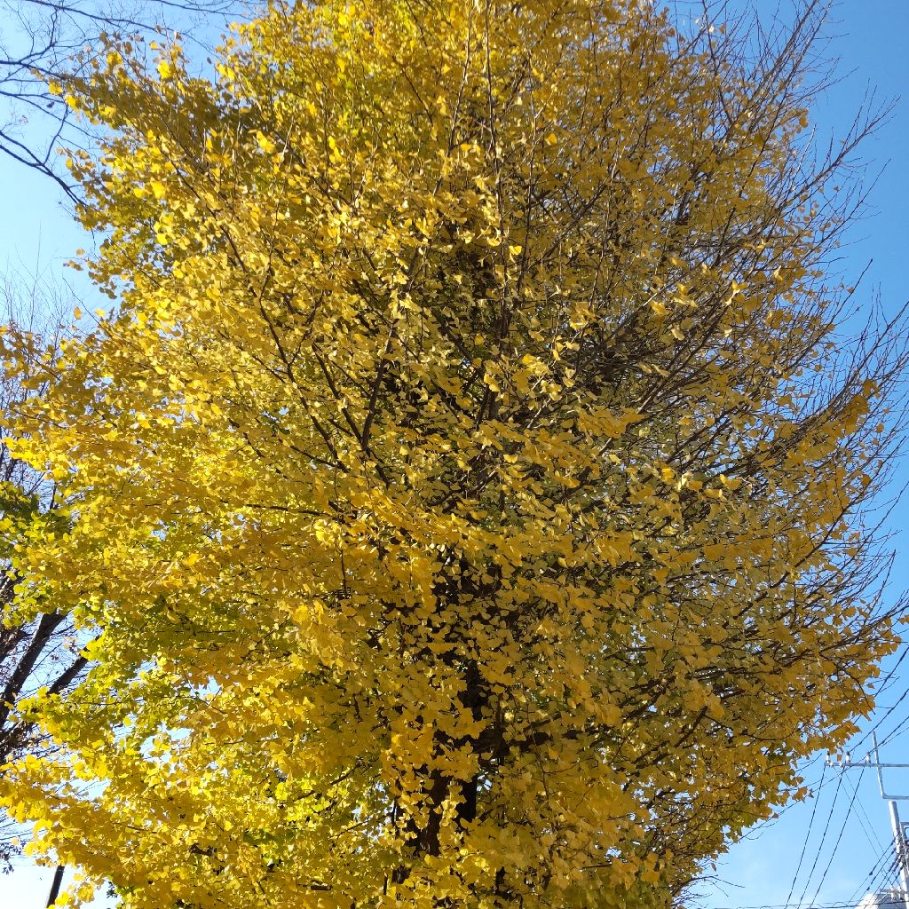牧野富太郎 なぜ花は匂うか イチョウの精虫