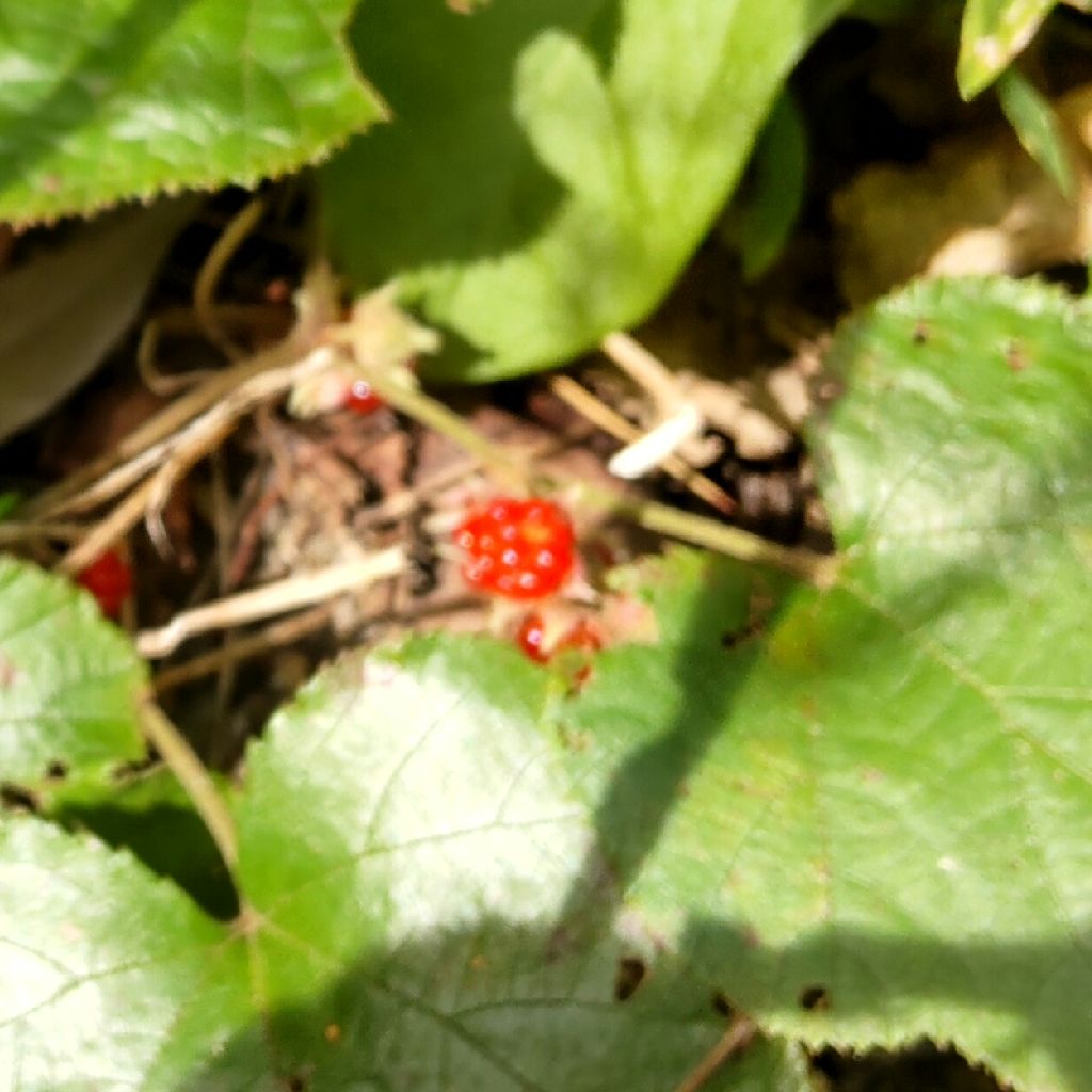 牧野富太郎 なぜ花は匂うか 夏の植物 へびいちご