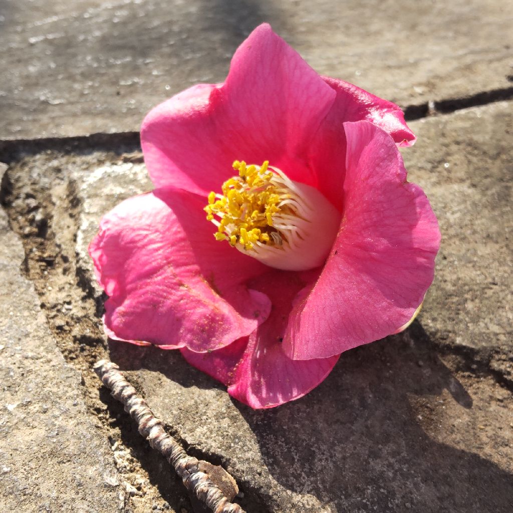 島本達夫 だれも読まない２本朝古典 今昔物語集巻第二十三陸奥の前司橘ノ則光、人ヲ切リ殺セル語第十五