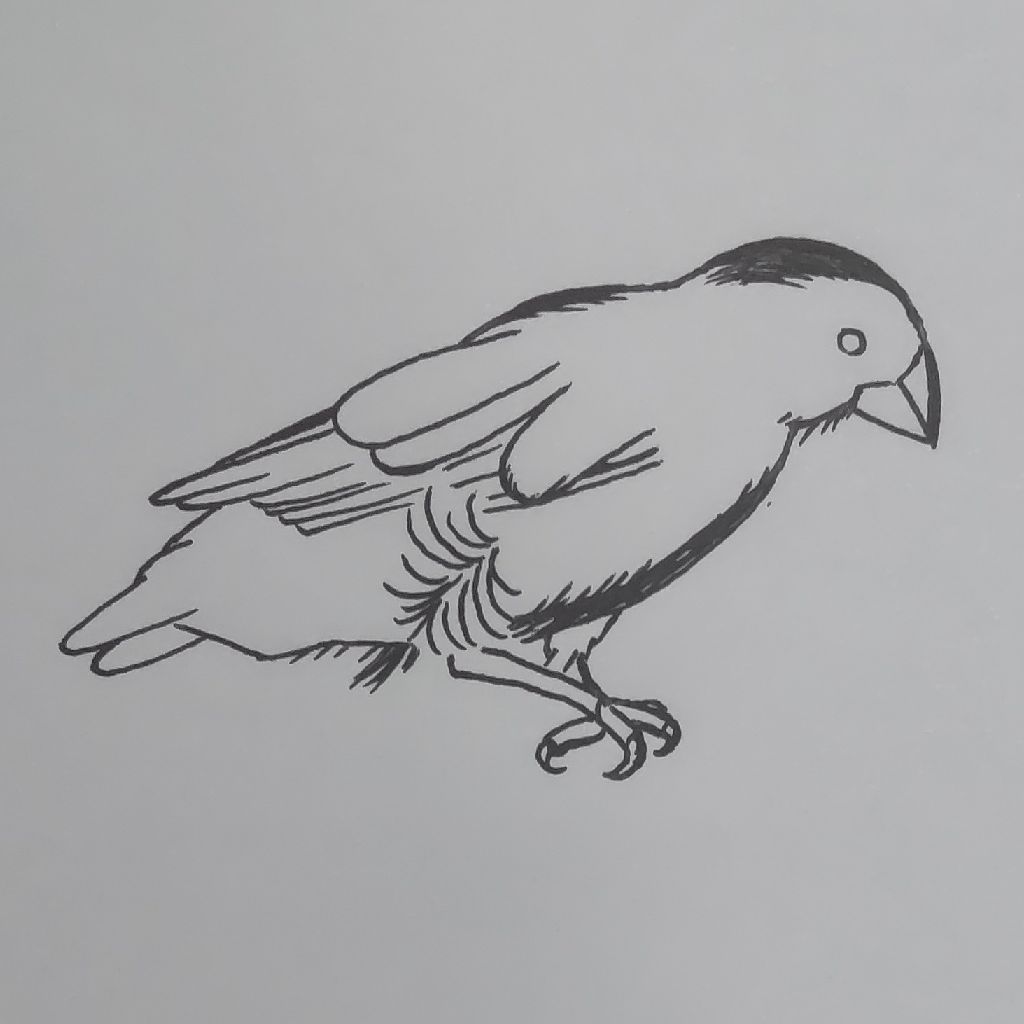 ダーウィン著 小泉丹訳 種の起原 飼育のもとに於ける変異 家鳩の品種、其等の差異及び起原