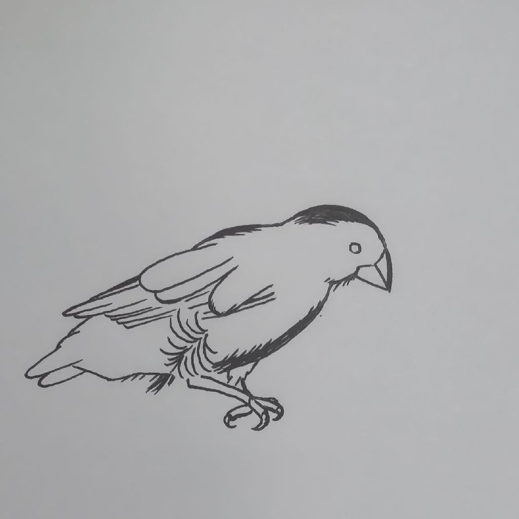 ダーウィン著 小泉丹訳 種の起原 異論(三)ジラフ