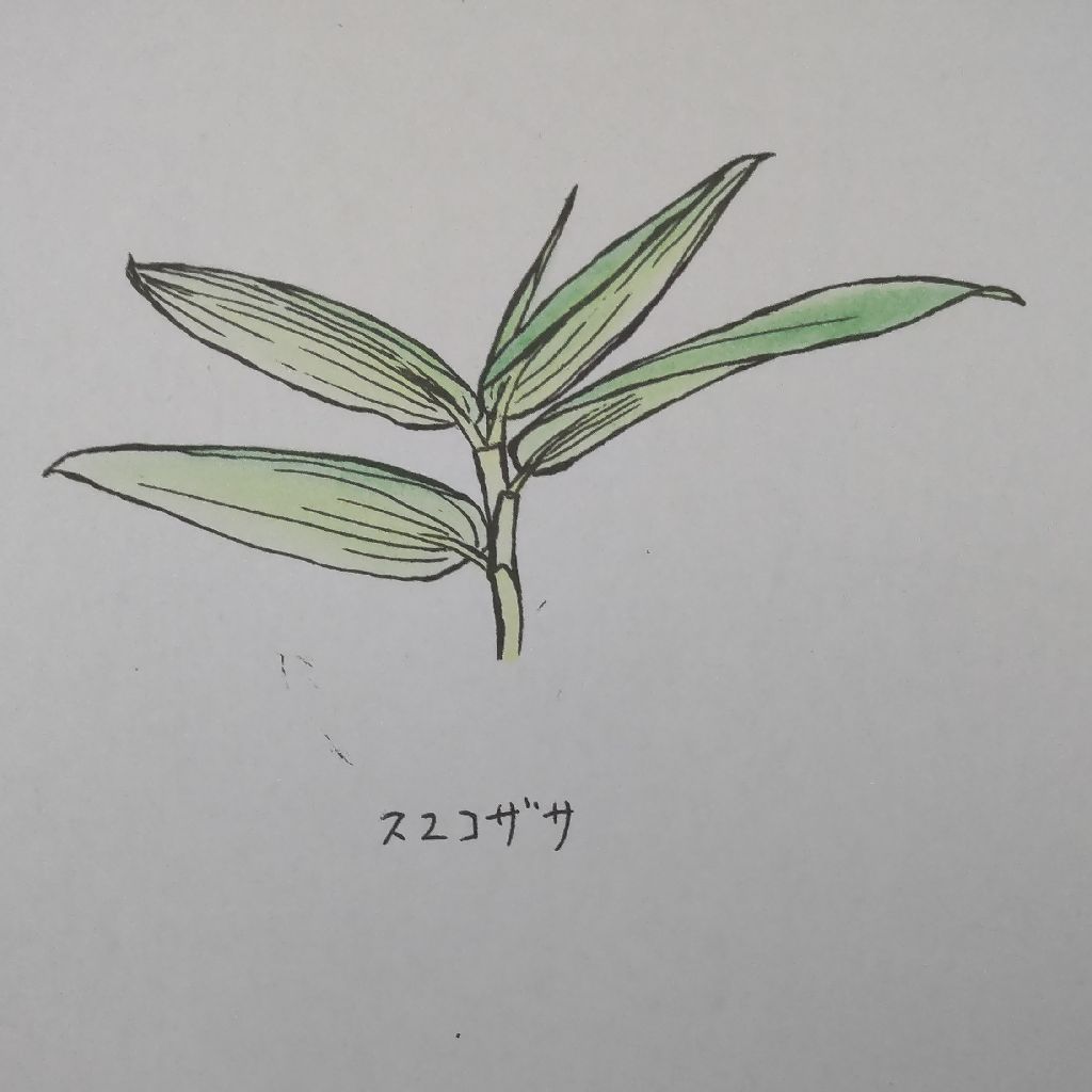 牧野富太郎植物記８植物採集　スエコザサのこと