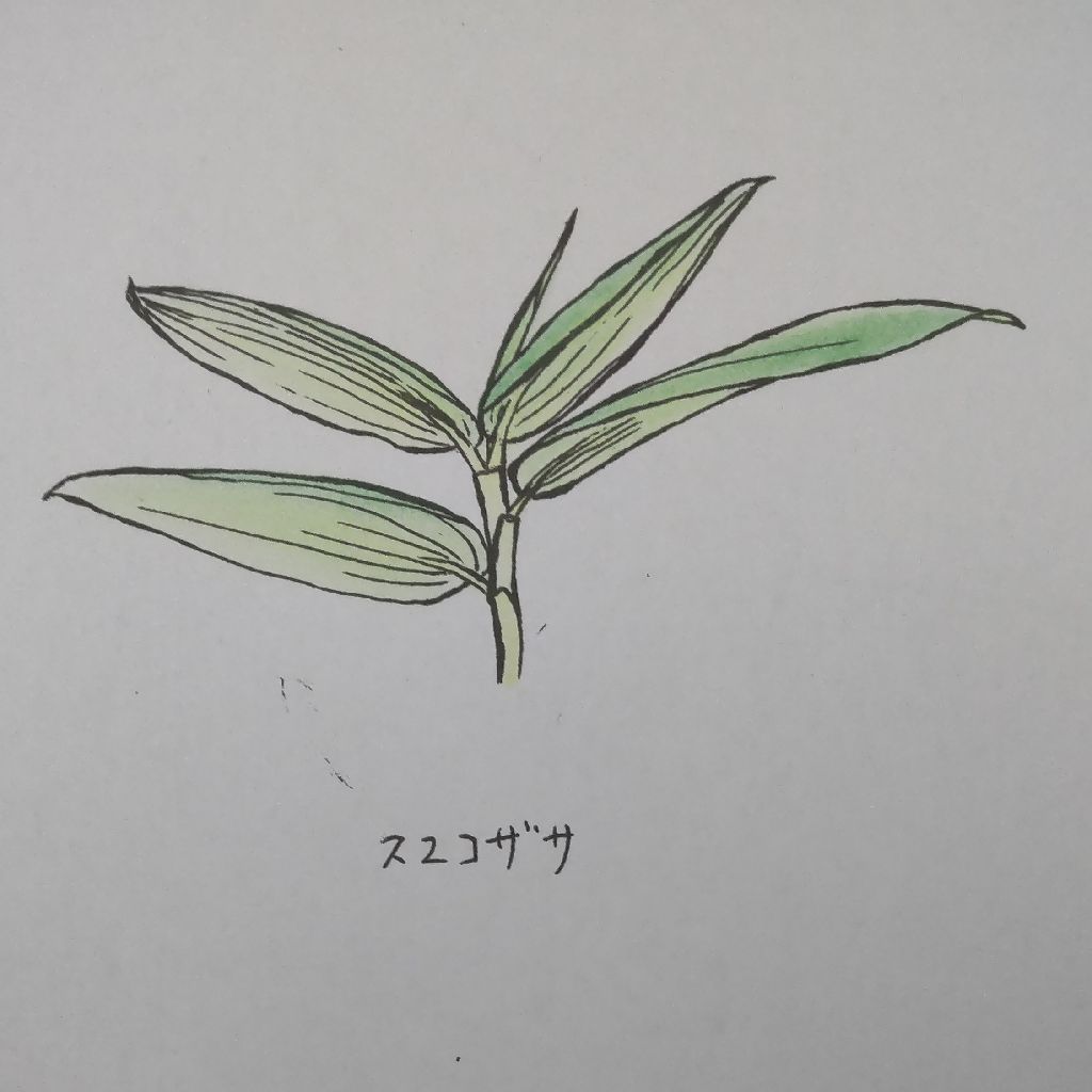 牧野富太郎自叙伝より抜粋 妻寿衛子とスエコザサ