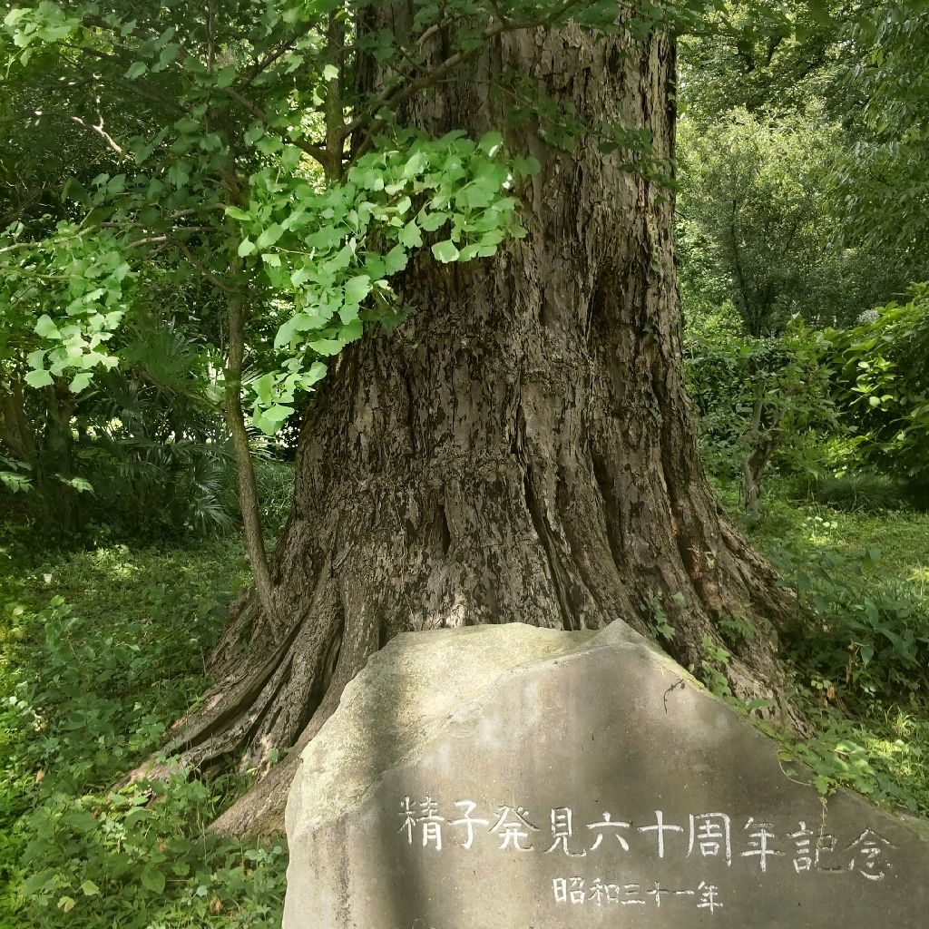 牧野富太郎 草木とともに 平瀬作五郎のイチョウの精虫発見