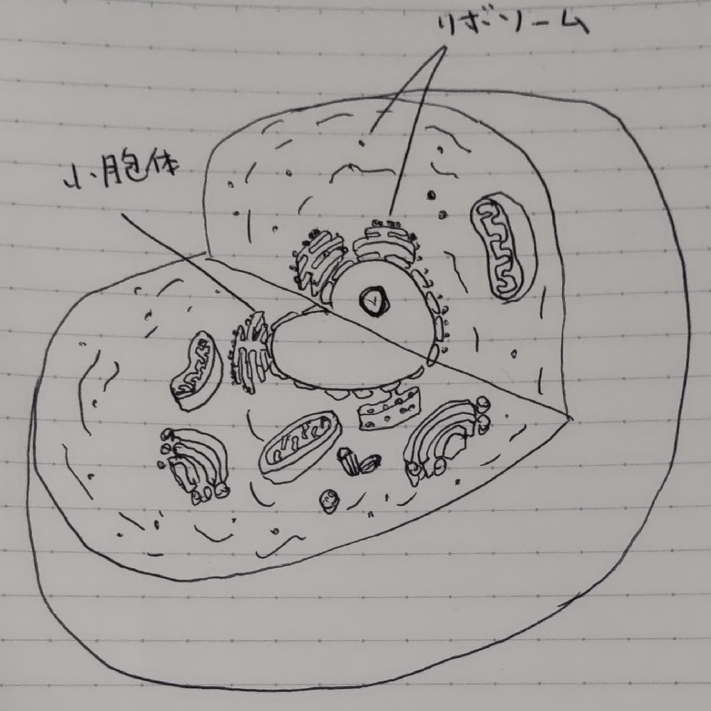 細胞の構造 from Radiotalk episode artwork