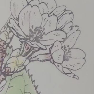 土井晩翠 星と花 from Radiotalk episode artwork