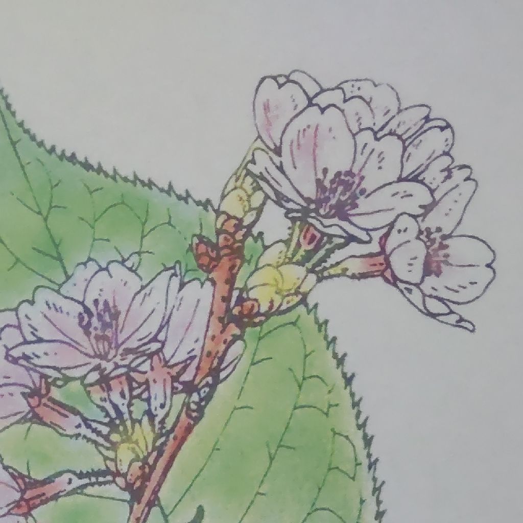お礼 from Radiotalk episode artwork