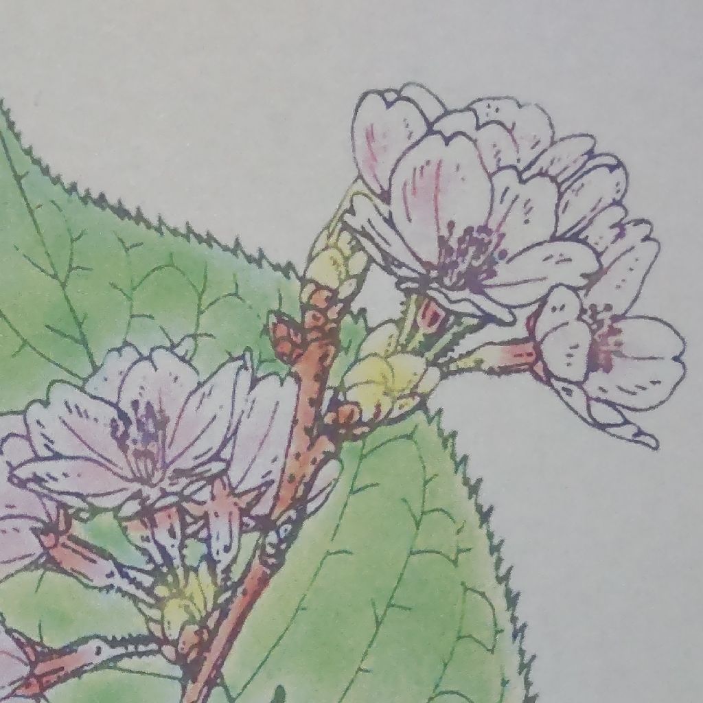 川端康成 雪国 五