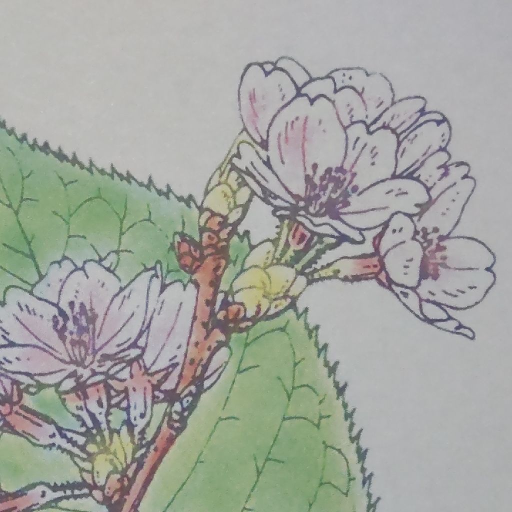 川端康成 雪国 六