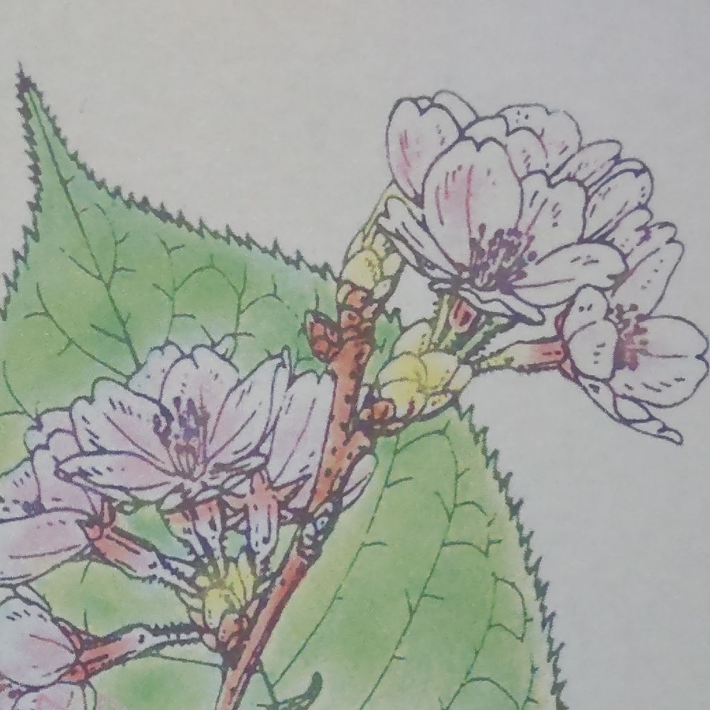 川端康成 雪国 七