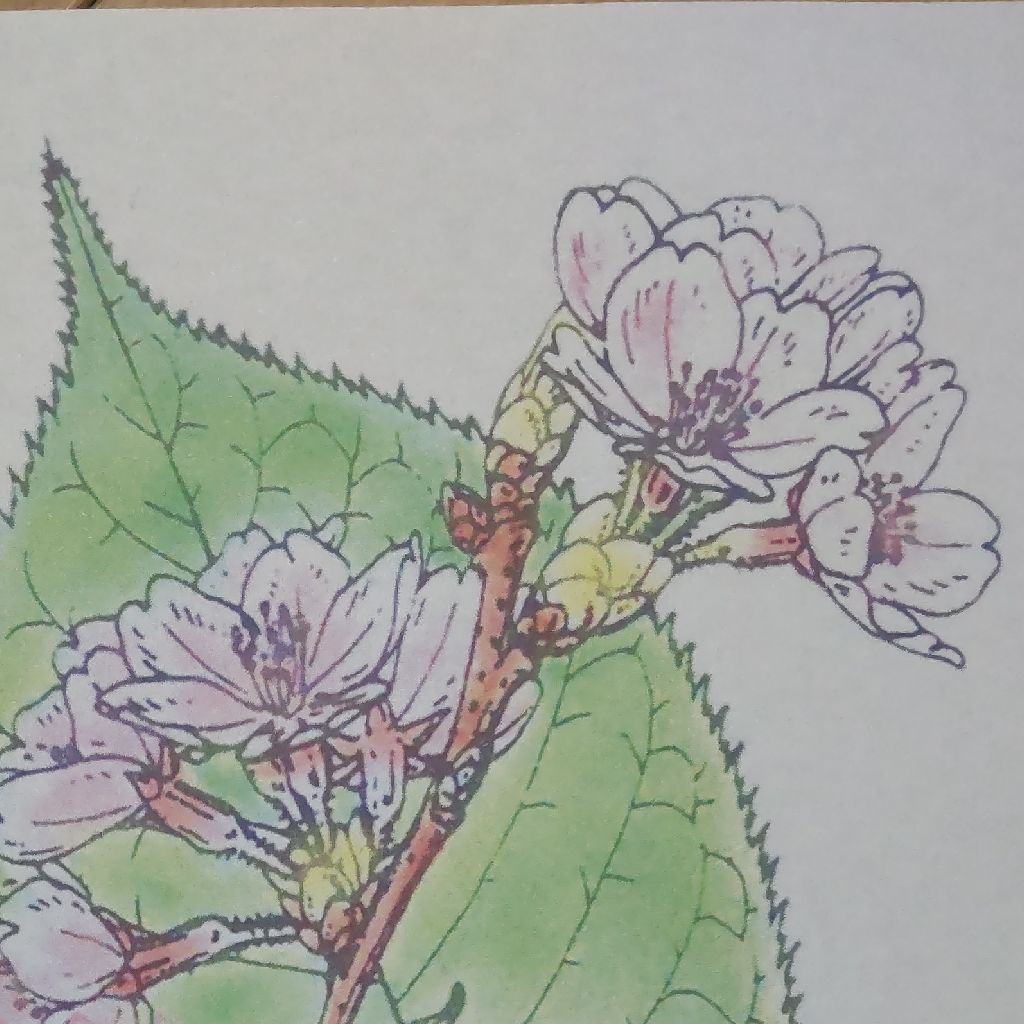 川端康成 雪国 八