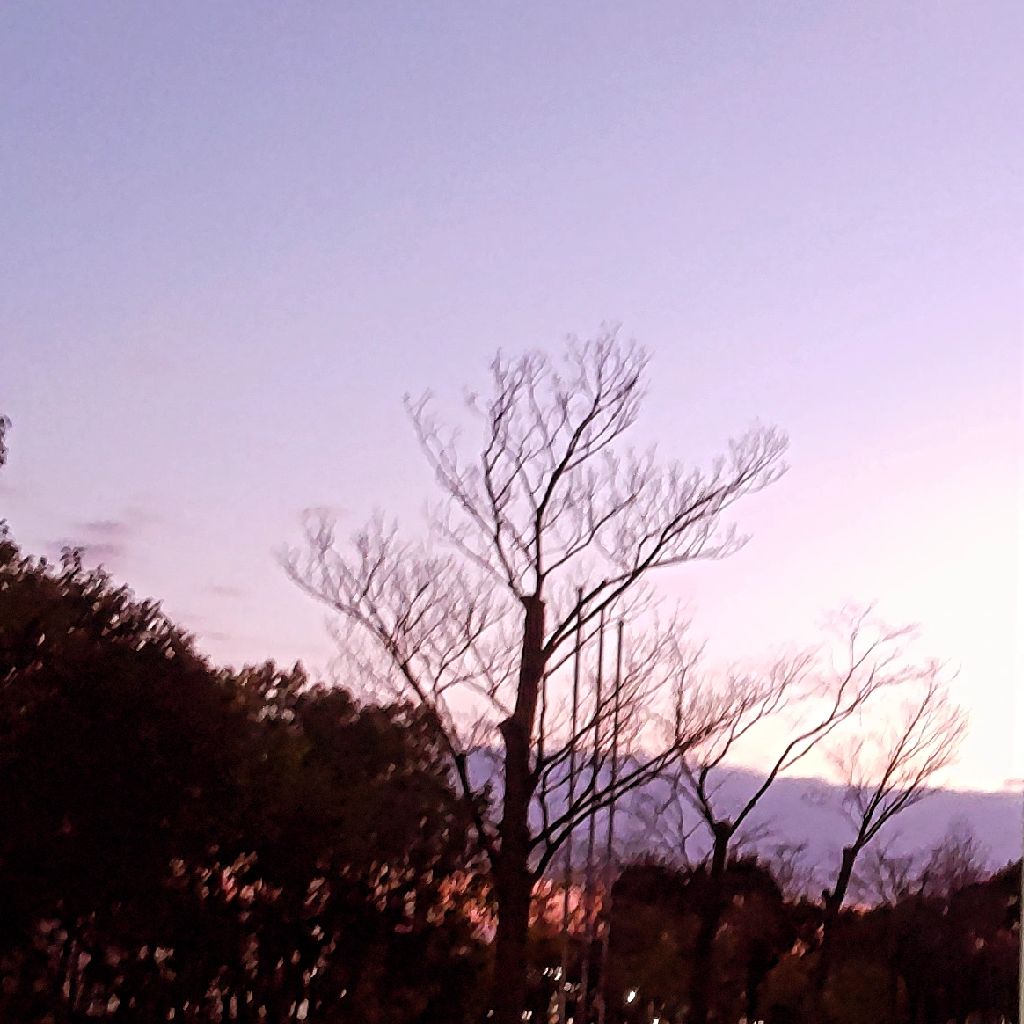 赤とんぼ