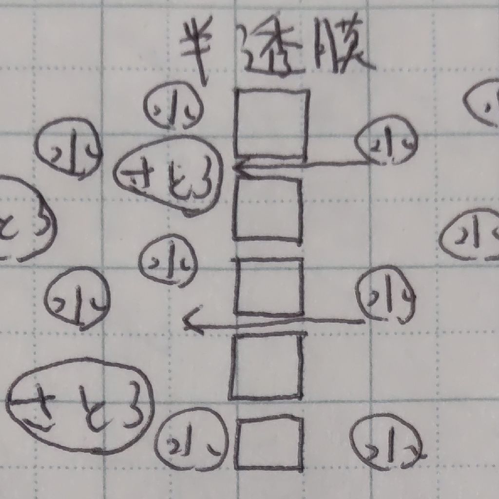 半透性、半透膜、浸透、浸透圧