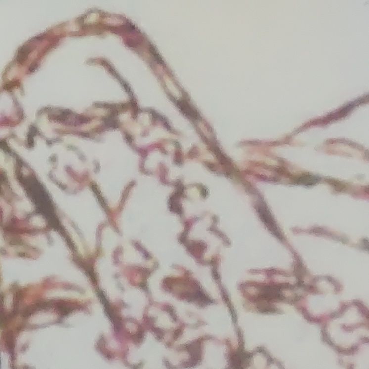 ノスラジ プリントゴッコの季節