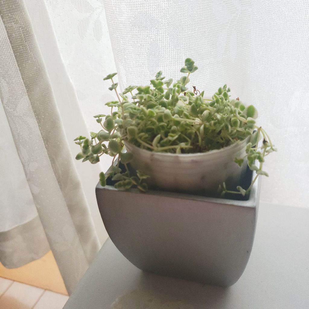 お題ガチャシリーズ①