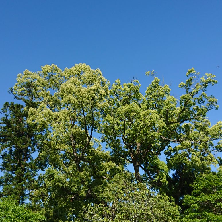 根倉女たち 話す