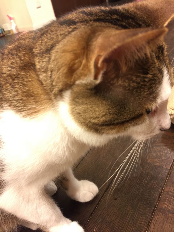 テスト！！！！！！