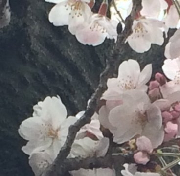 #第3回 玉民の言い訳とお返事