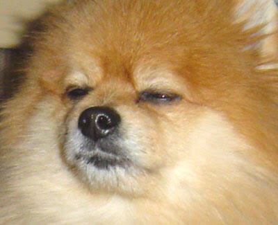 ラジオオブザポメラニ