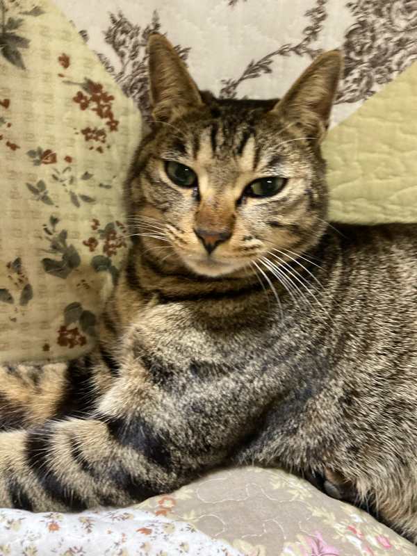 おやすみ前の小話