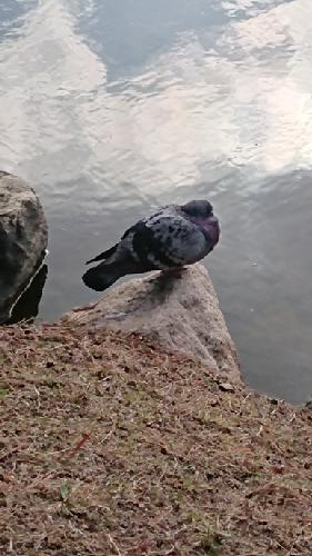 まおくんとりつくんについて(まおりつ)