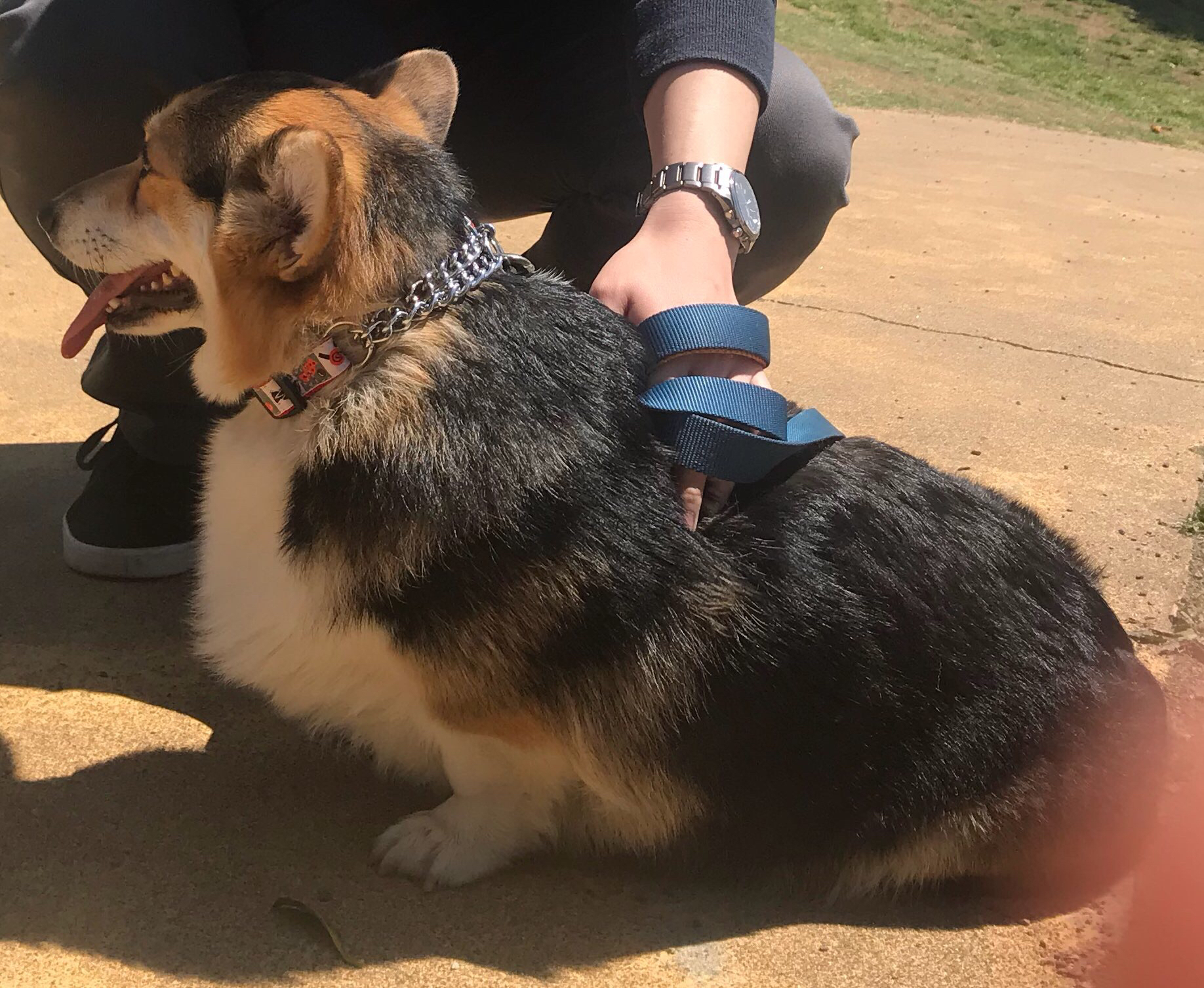 GW名犬牧場に行ってきた！レポ