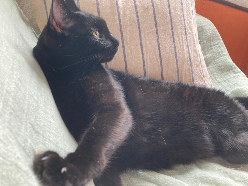 KORGのMicroピアノを飽きずに週5回弾いて練習したら88鍵キーボード買っていいと思ってる人