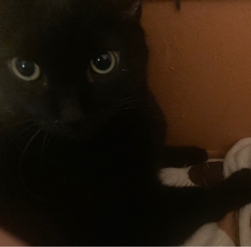 KORG のMicroピアノを飽きずに週5弾いて練習したら88鍵キーボード買っていい