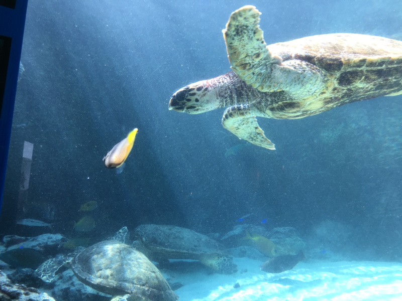 じこしょーかい