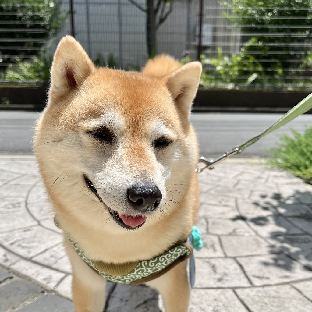 頑丈な犬