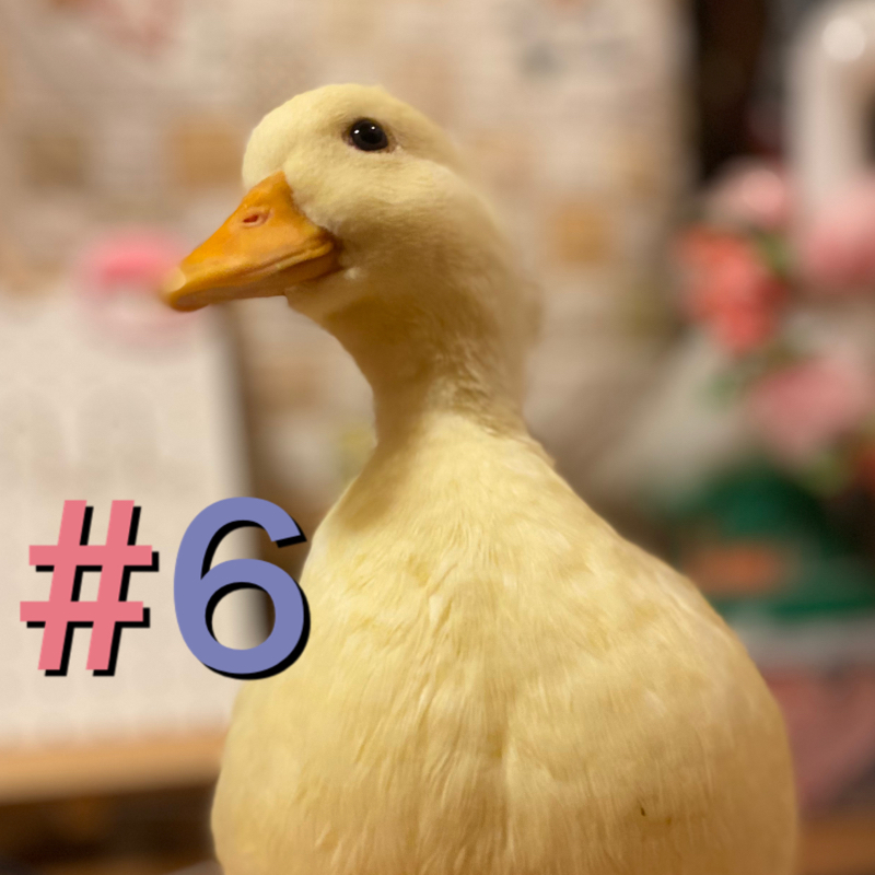 #6 お肉の話！！食べたいお肉料理 from Radiotalk episode artwork