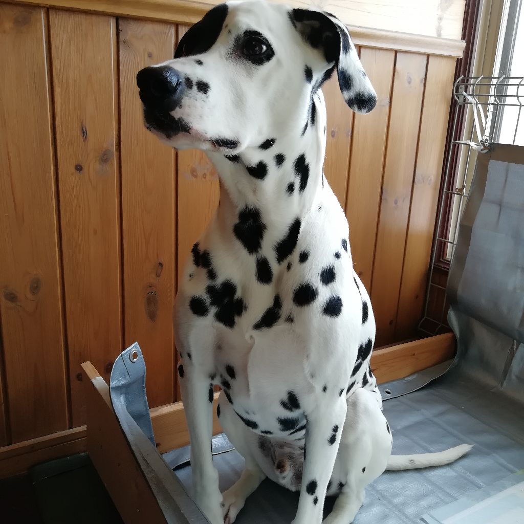 【英語音読13日目】