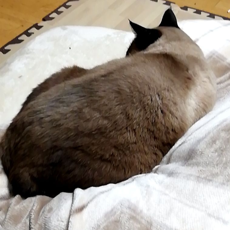 【英語音読練習】朝の動作