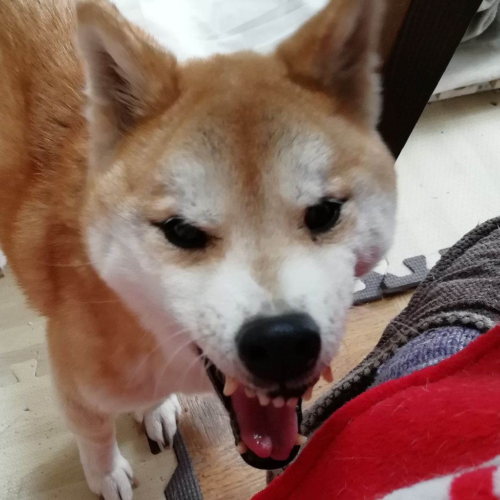 #1音読練習むずかぴーや