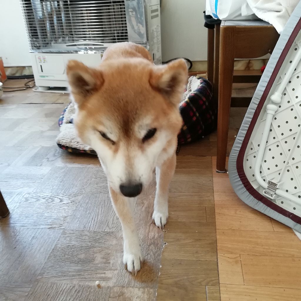 #4英語音読練習むずかぴーや