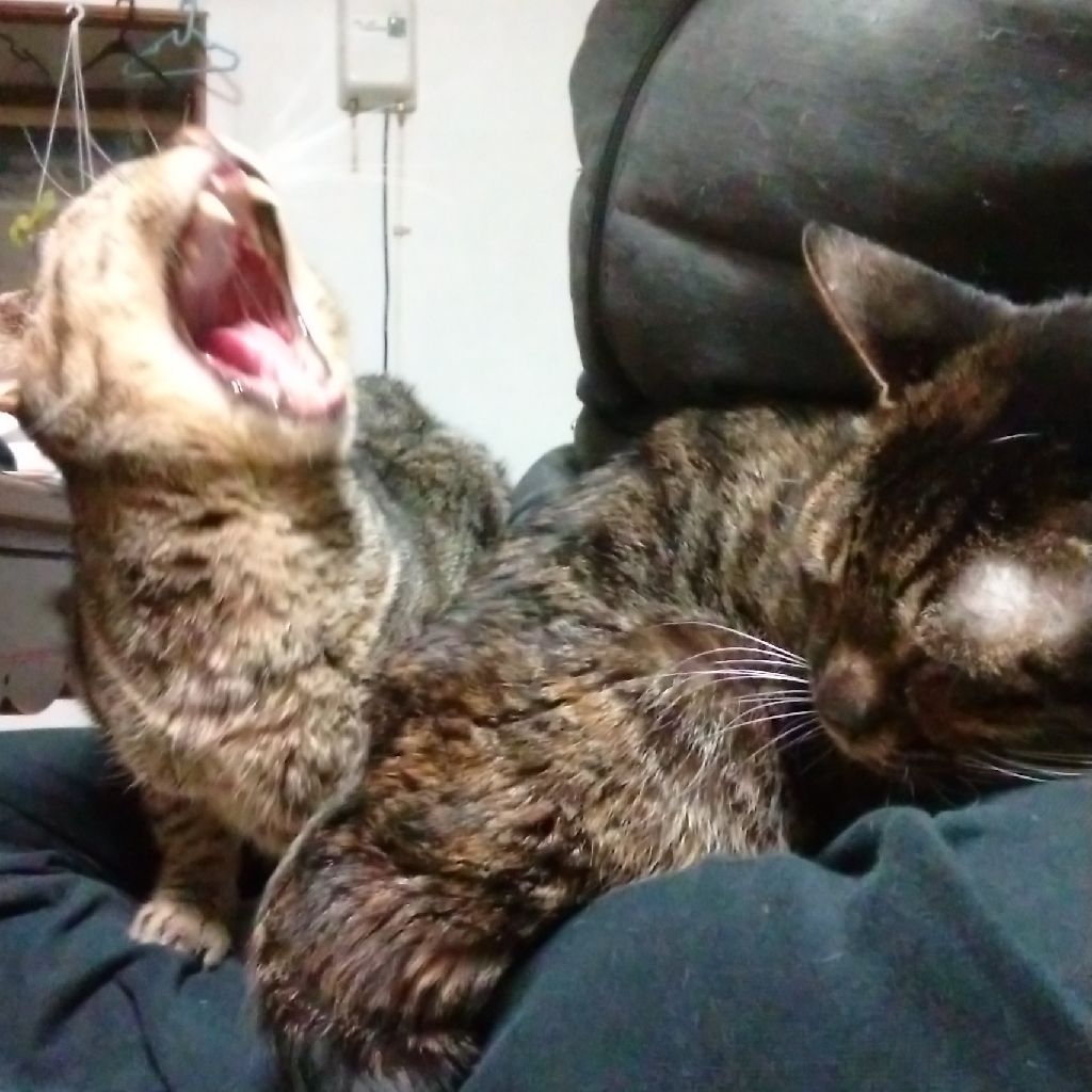 #1-1音読パッケージ最初と比較