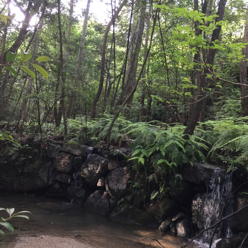 ♋️273：デトックスは健康な食生活で健康な内臓器官を取り戻すことで自動的に行われる／新プロジェクト