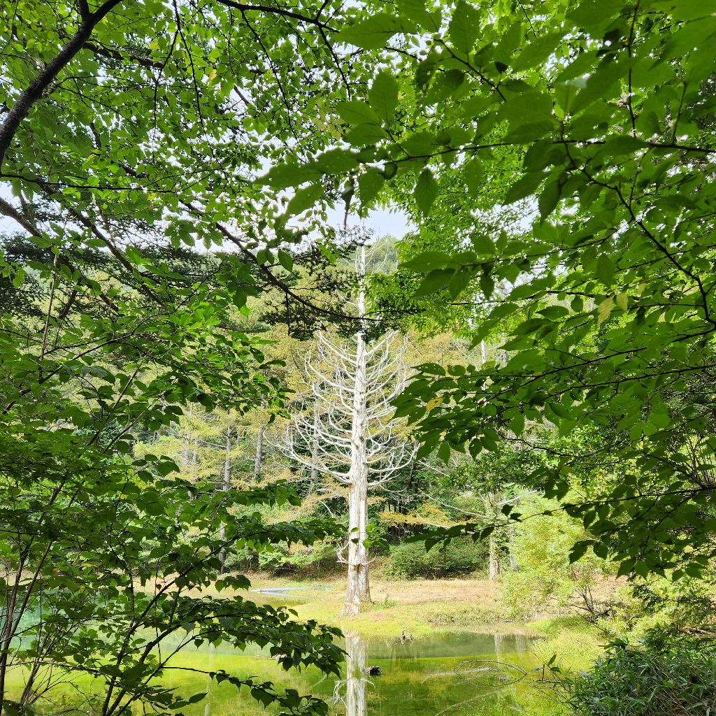 31/100 長野県阿智村②星降る村