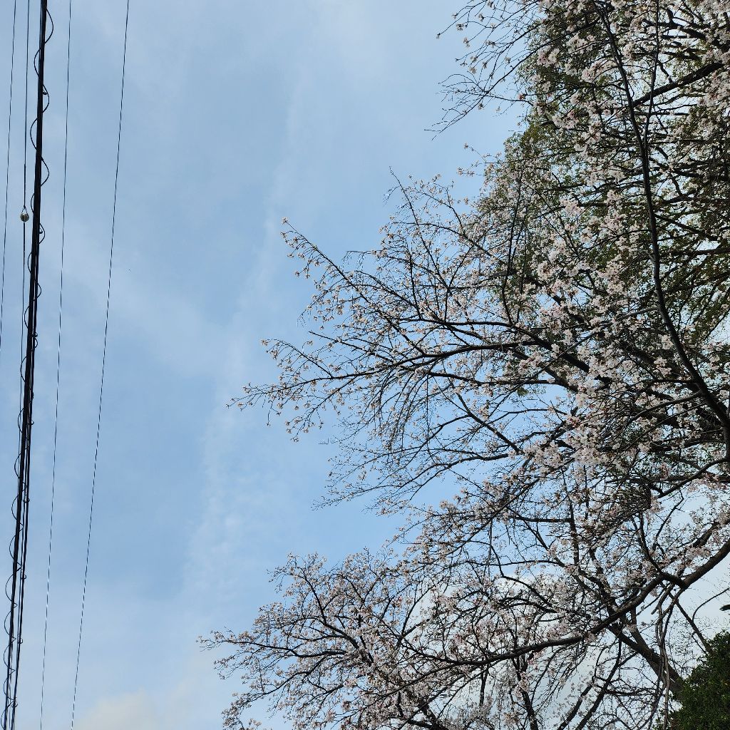 98/100🌸桜の季節、変化進化？５年前と比べて