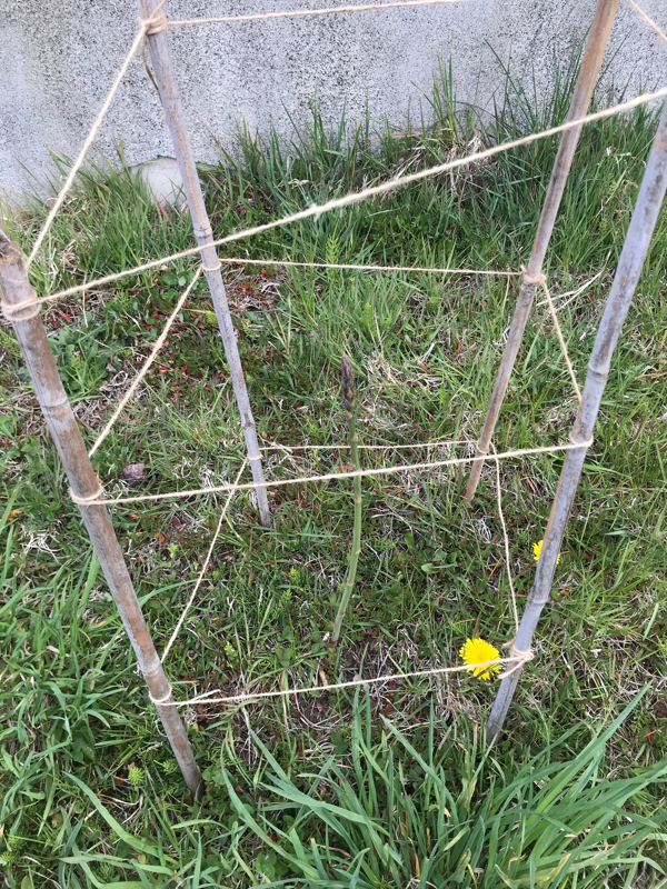 よっちゃんラジオ（仮）番組名何にしよう