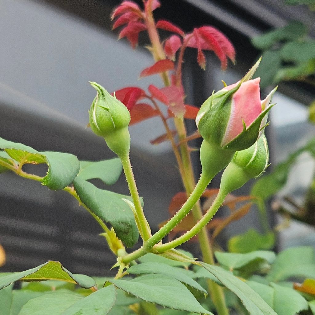 第714回　ちょっとエネルギー切れ　充電します