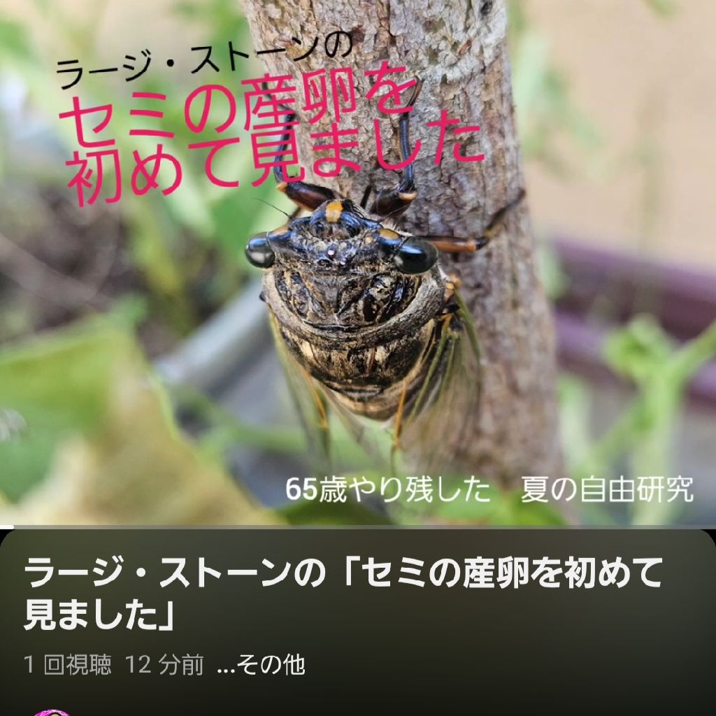「セミの産卵を初めて見ました」の動画をYouTubeにアップいたしました