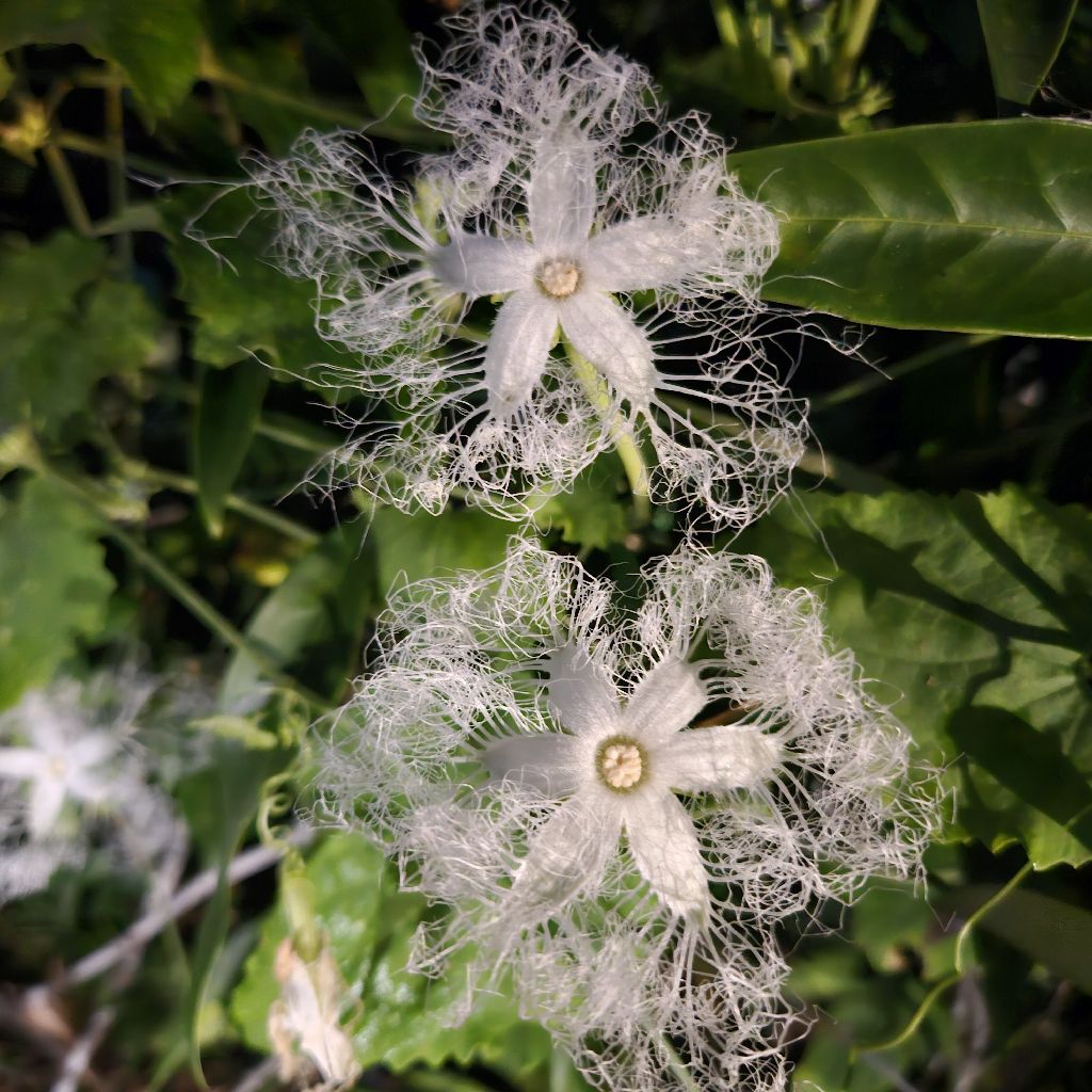 第1406回 歩く夜の植物園に行って来ました