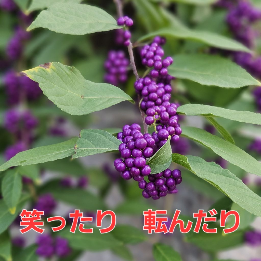 第1459回　NHK朝ドラ「ばけばけ」の主題歌「笑ったり転んだり」🎵