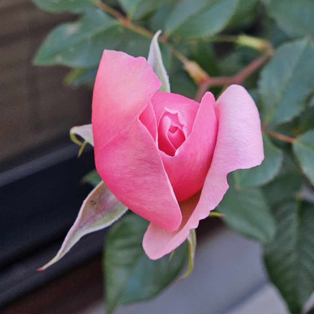 今年最初のバラ🌹が咲きました