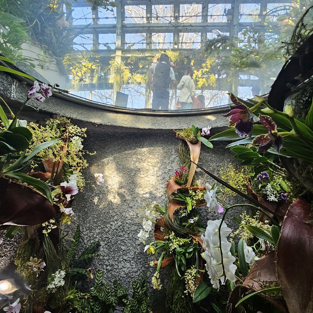 第1530回　YouTubeに牧野植物園のラン展の写真や動画をあげました