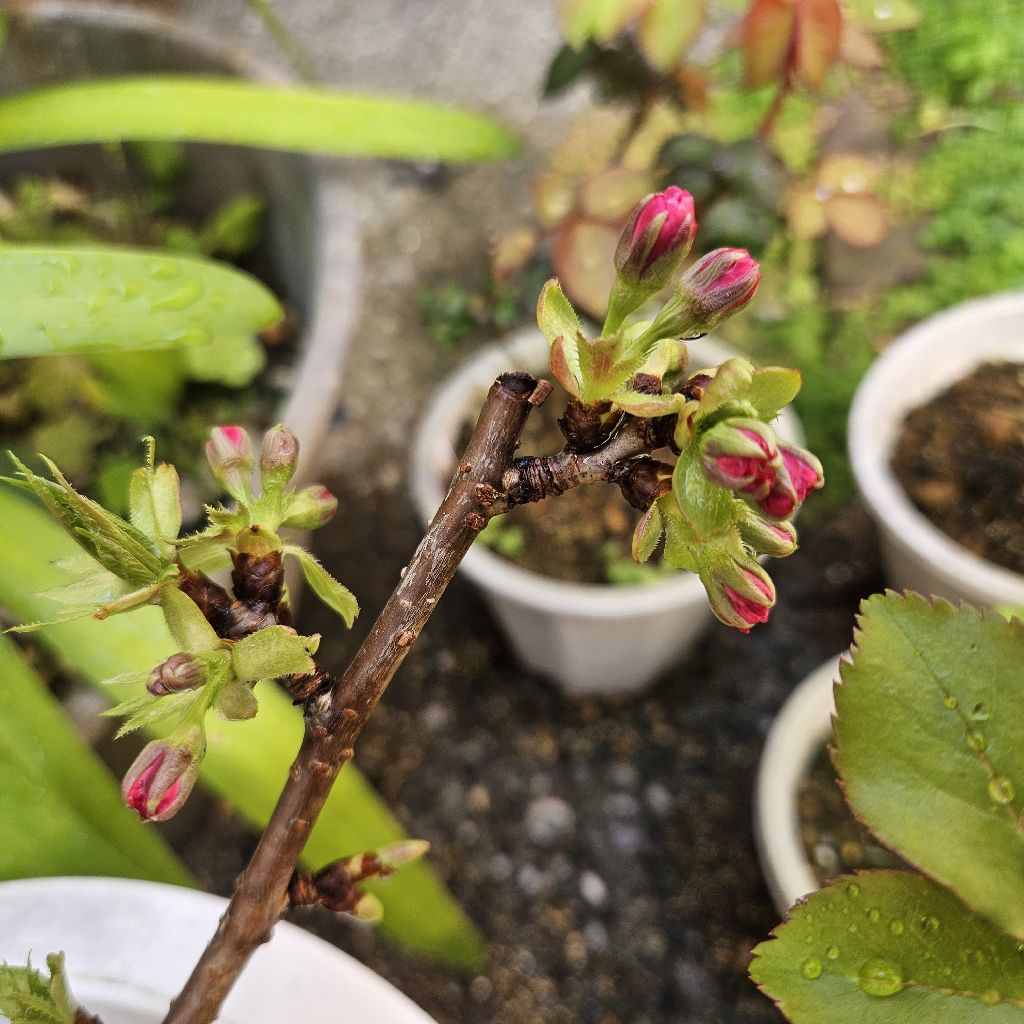 ローソンの前で、収録しました