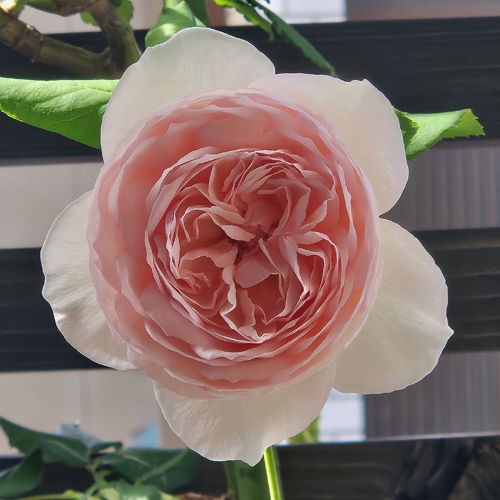 第1557回　バラがピークを迎えています